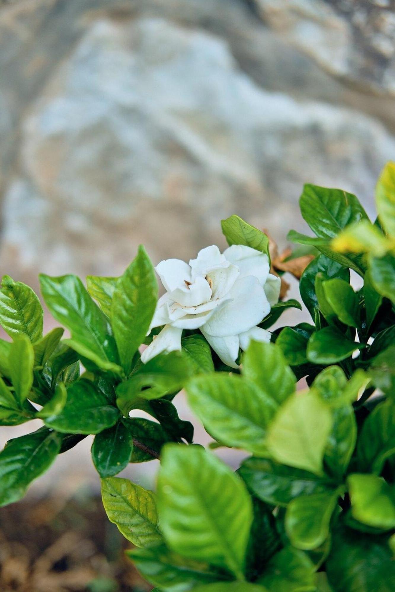 Cabana Gardenia, Tapalpa Villa Buitenkant foto